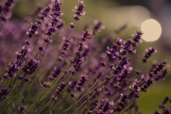 Lavender Fields