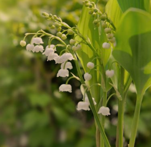 Lily of the Valley