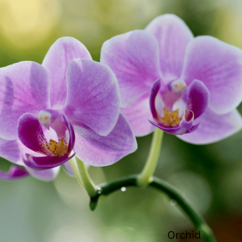 Orchid