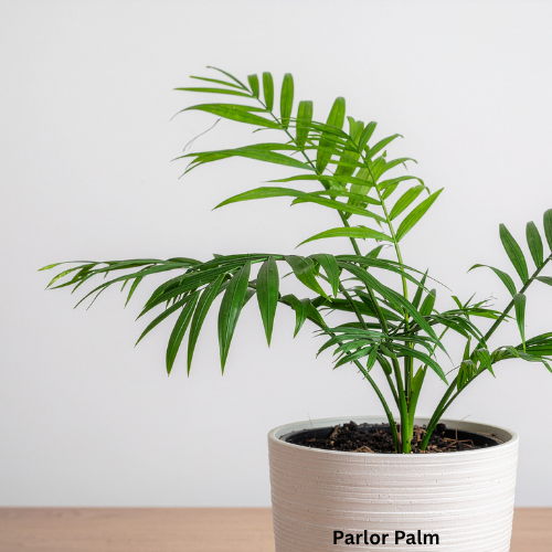Parlor Palm