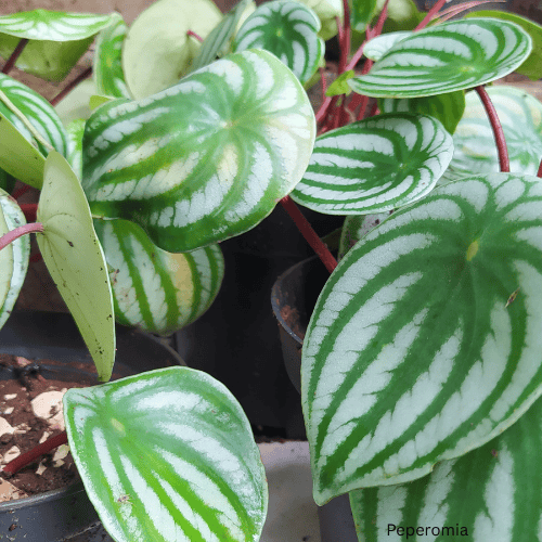 Peperomia