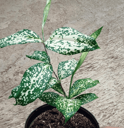 14 Pet-Friendly Houseplants