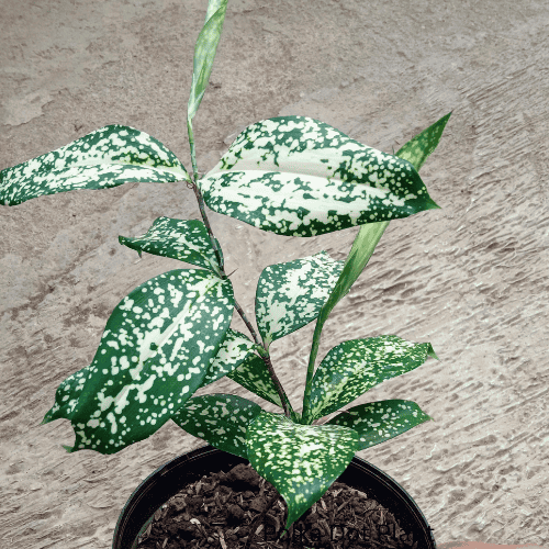 14 Pet-Friendly Houseplants