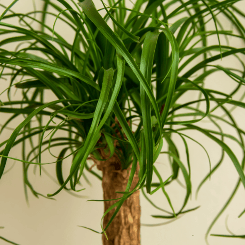 Ponytail Palm
