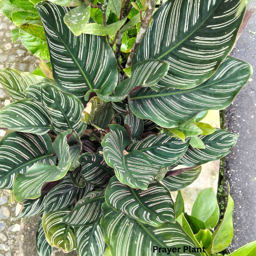Prayer Plant