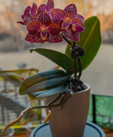 Miniature Orchids