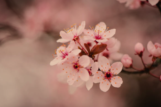 Cherry Blossoms