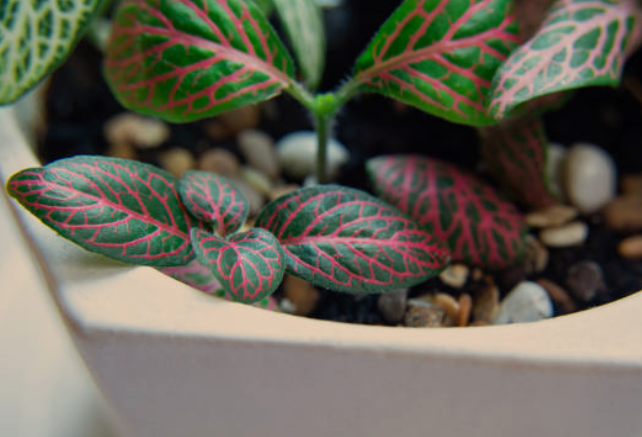 Nerve Plants