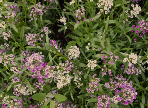 Alyssum