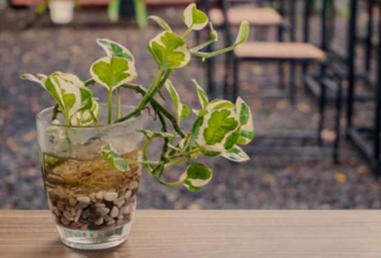 Growing Pothos in Water