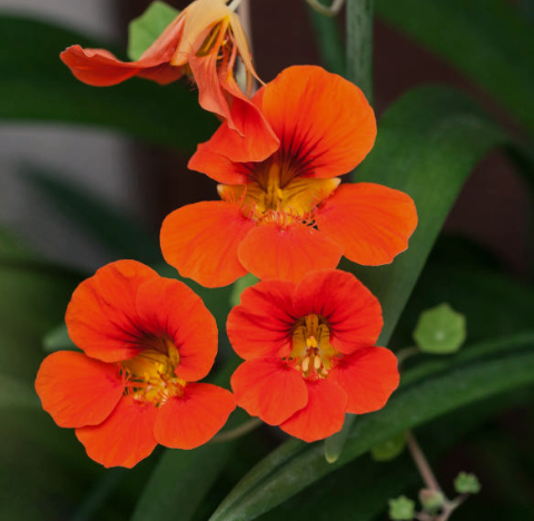Nasturtiums