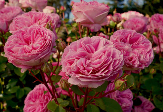 Roses