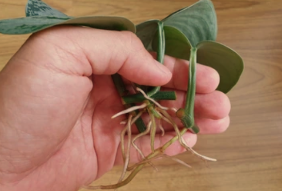 Growing Pothos in Water: Expert Tips for Thriving Plants