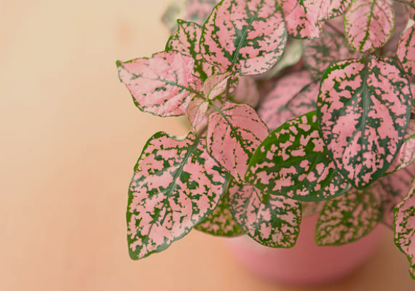 Polka Dot Plants