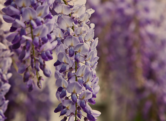Wisteria