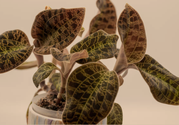 7 Best Terrarium Flowers to Grow Indoors
