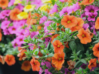 10 Longest-Lasting Flowers