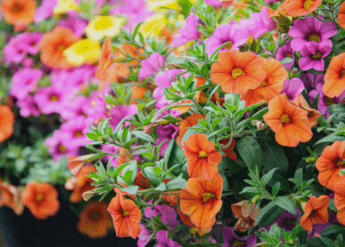 10 Longest-Lasting Flowers