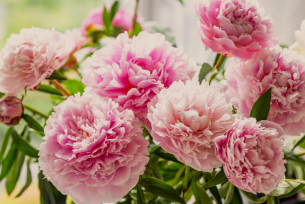 Peonies
