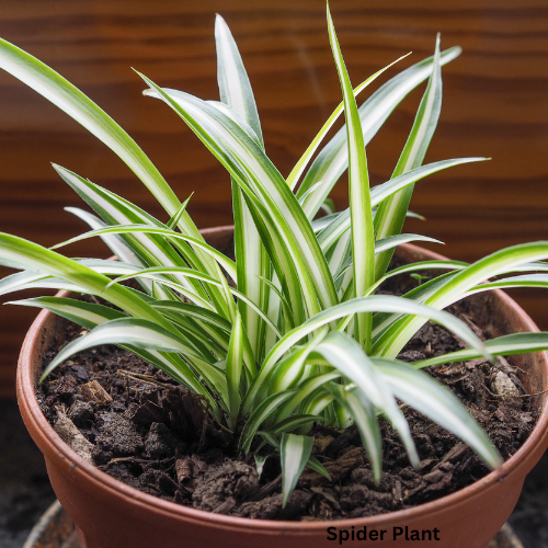 Spider Plant