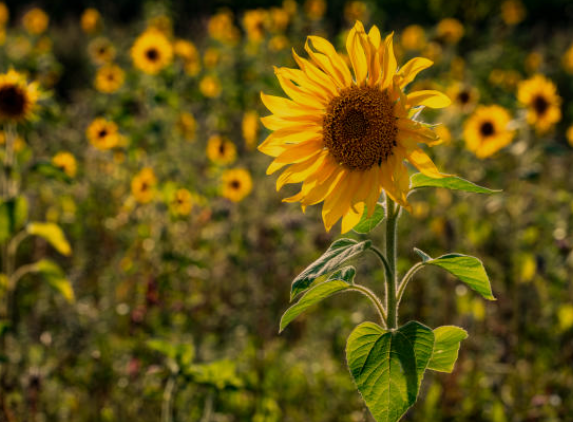 Sunflowers