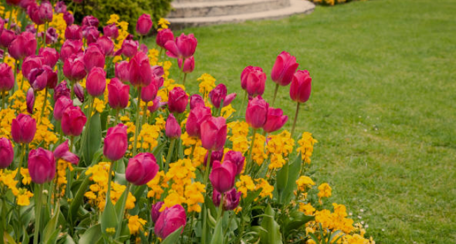 Tulips