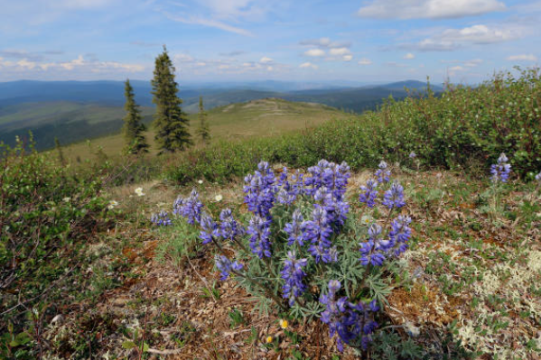 Alaska's Unique Wildflower Hiking Opportunities