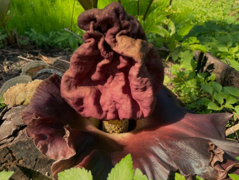 Amorphophallus gigas