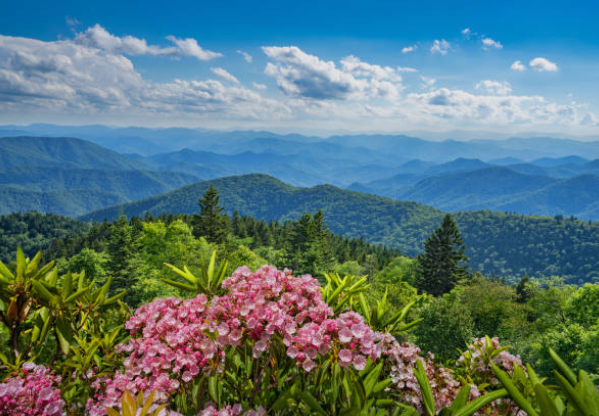 Appalachian and Blue Ridge Mountain Wildflower Trails