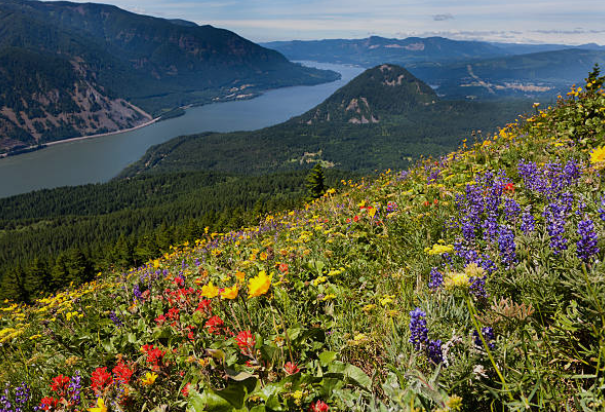 Dog Mountain Trail, Columbia River Gorge, Washington