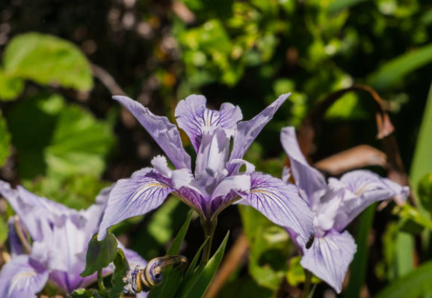 Douglas Iris