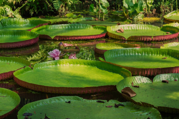 Giant Water Lily