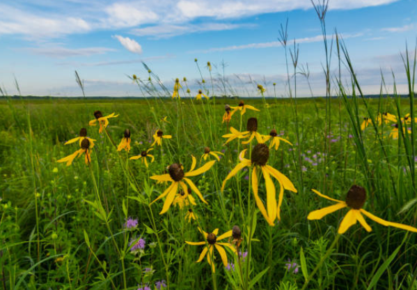 Midwest Prairie Wildflower Experiences