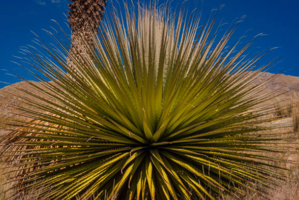 Puya raimondii