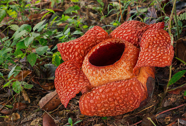 Rafflesia Arnoldii