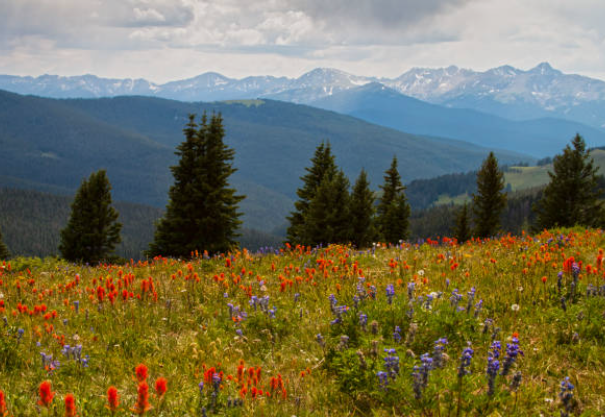 Rocky Mountain Wildflower Spectacles