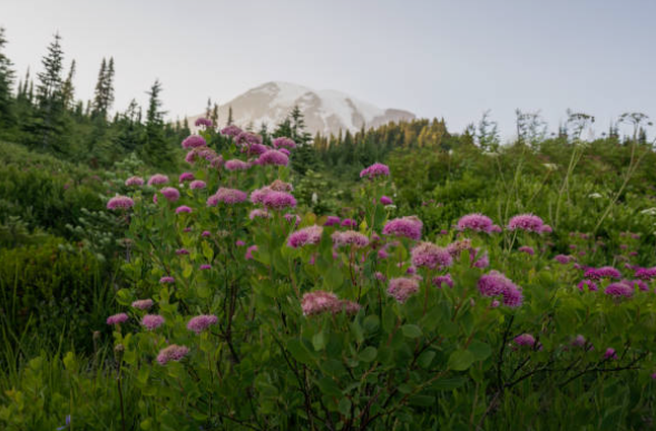 Skyline Trail, Mount Rainier National Park, Washington