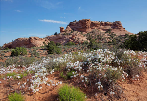 Southwest Desert Bloom Experiences