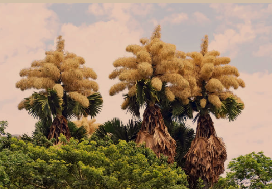 Talipot Palm