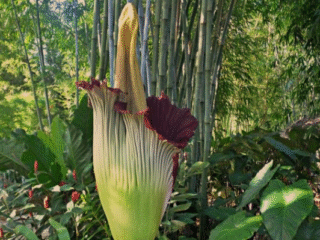 Titan Arum