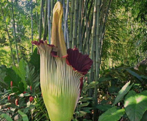 Titan Arum