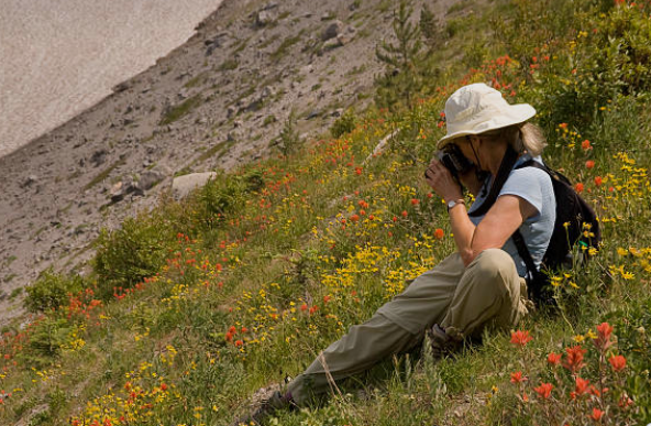 Wildflower Identification Guide for Hikers