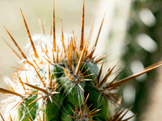 20 Drought Tolerant Plants That Will Survive All Summer