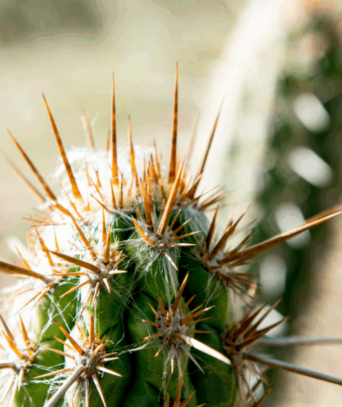 20 Drought Tolerant Plants That Will Survive All Summer