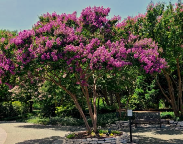 Small Trees for Flower Beds