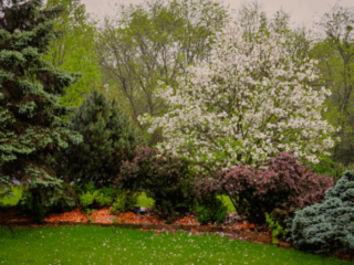 Small Trees for Flower Beds