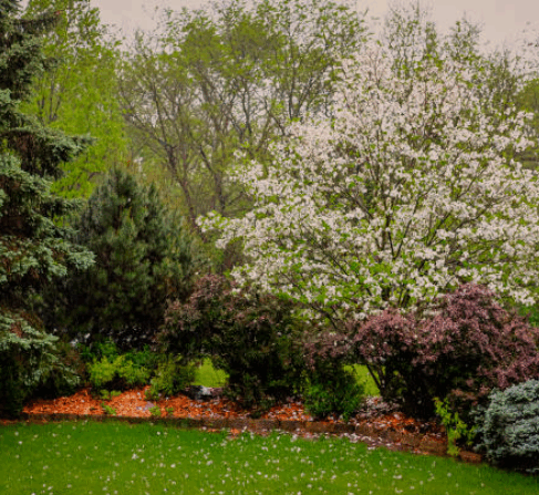 Small Trees for Flower Beds