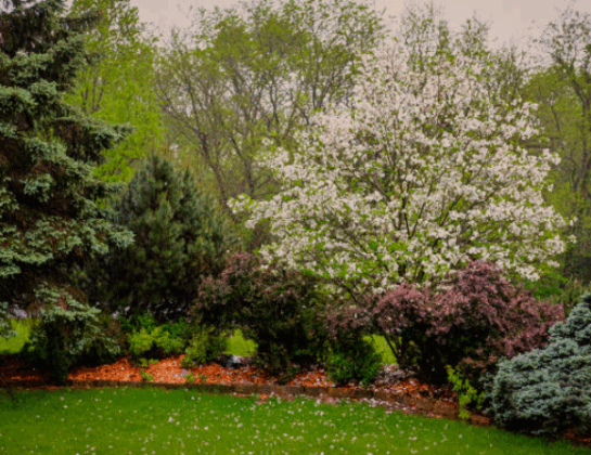 Small Trees for Flower Beds