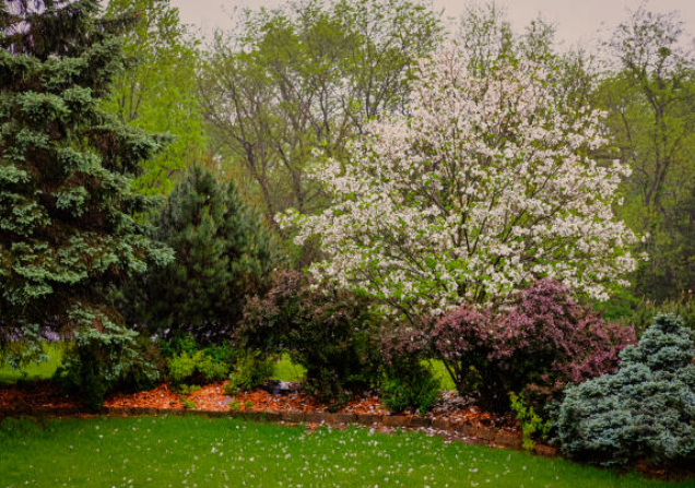 Small Trees for Flower Beds