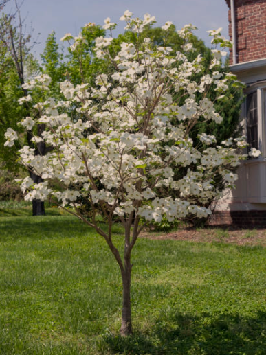 Dwarf Flowering Dogwood